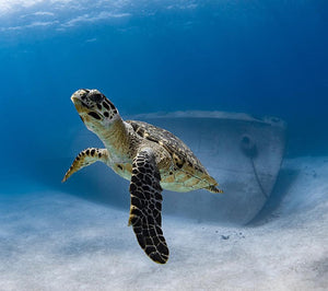 Underwater World Collection "Turtle Treasure"